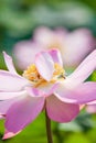 Honey bee pollinating pink Water Lily or Lotus flower are in bloom. Bright and beautiful. Pink lotus and green blurred background Royalty Free Stock Photo